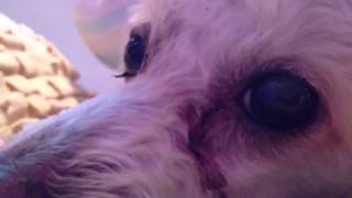 When poodles attack
