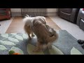 Finlay and Cooper Tibetan Spaniels playing の動画、YouTube動画。