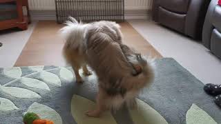 Finlay and Cooper Tibetan Spaniels playing