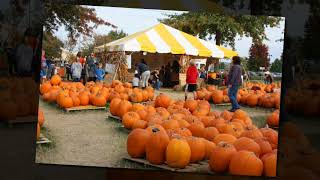 Pumpkin Patch Fundraiser Successful In Second Year 171001