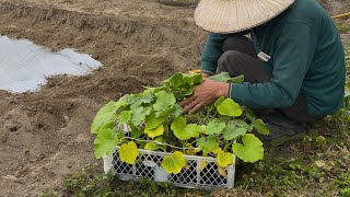 種種新貴族南瓜～又老又醜的苗種植注意什麼？