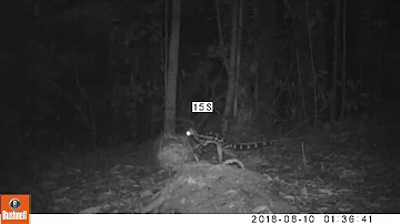 Banded Linsang (Prionodon linsang)