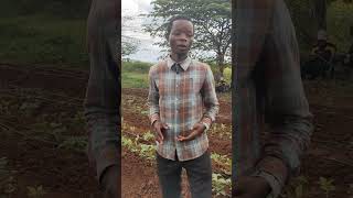 Kilimo cha maboga kinawezekana sehemu yoyote hata kama una eneo dogo sana #Ulama wa flora mgunda #