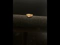 Stunning, Ladies, 24k Gold, Size 4, CZ Past Present and Future Engagement Ring Set