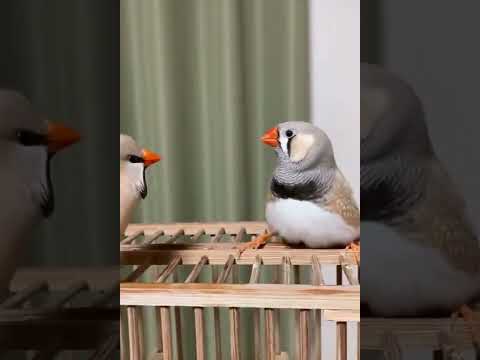 غناء طائر الزيبرا