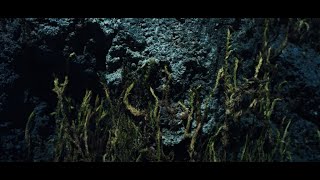 Ólafur Arnalds -  New Grass (slm opia rework)