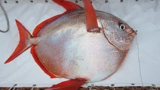 First warm-blooded fish discovered