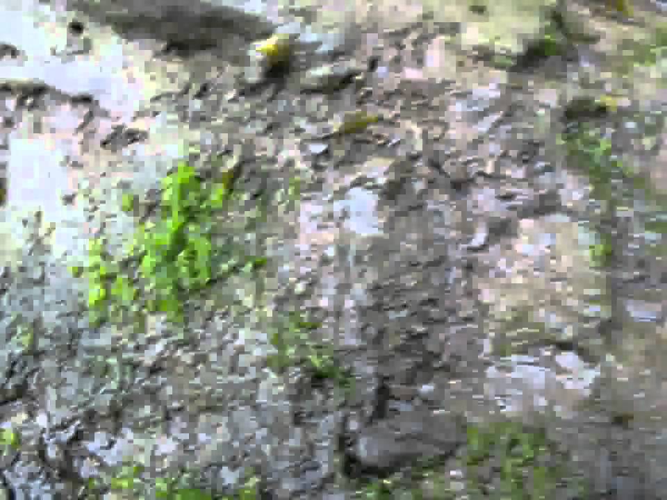 Collembola - Podura aquatica, Bretagna