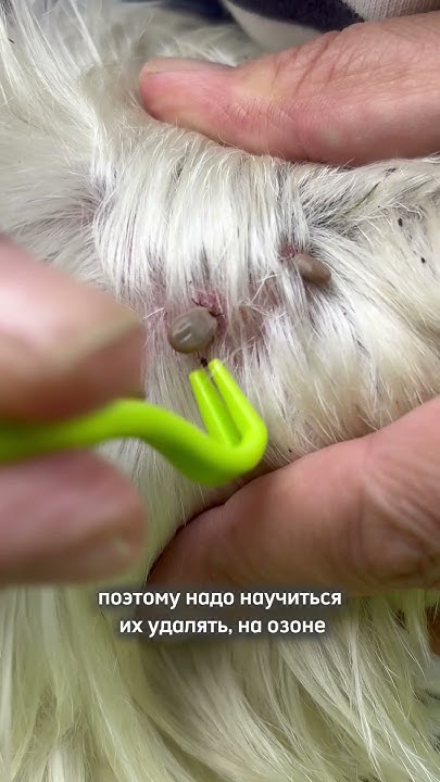 Приспособление для удаления клещей - YouTube