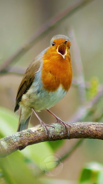 European Robin singing - Beautiful bird song #shorts