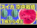 【家庭菜園】スイカの空中栽培のやり方！メロンやゴーヤもできます【小玉スイカのピノガール】