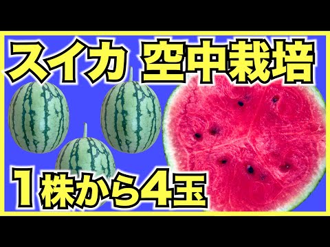 【家庭菜園】スイカの空中栽培のやり方！メロンやゴーヤもできます【小玉スイカのピノガール】
