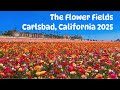 Carlsbad Flower Fields 2025