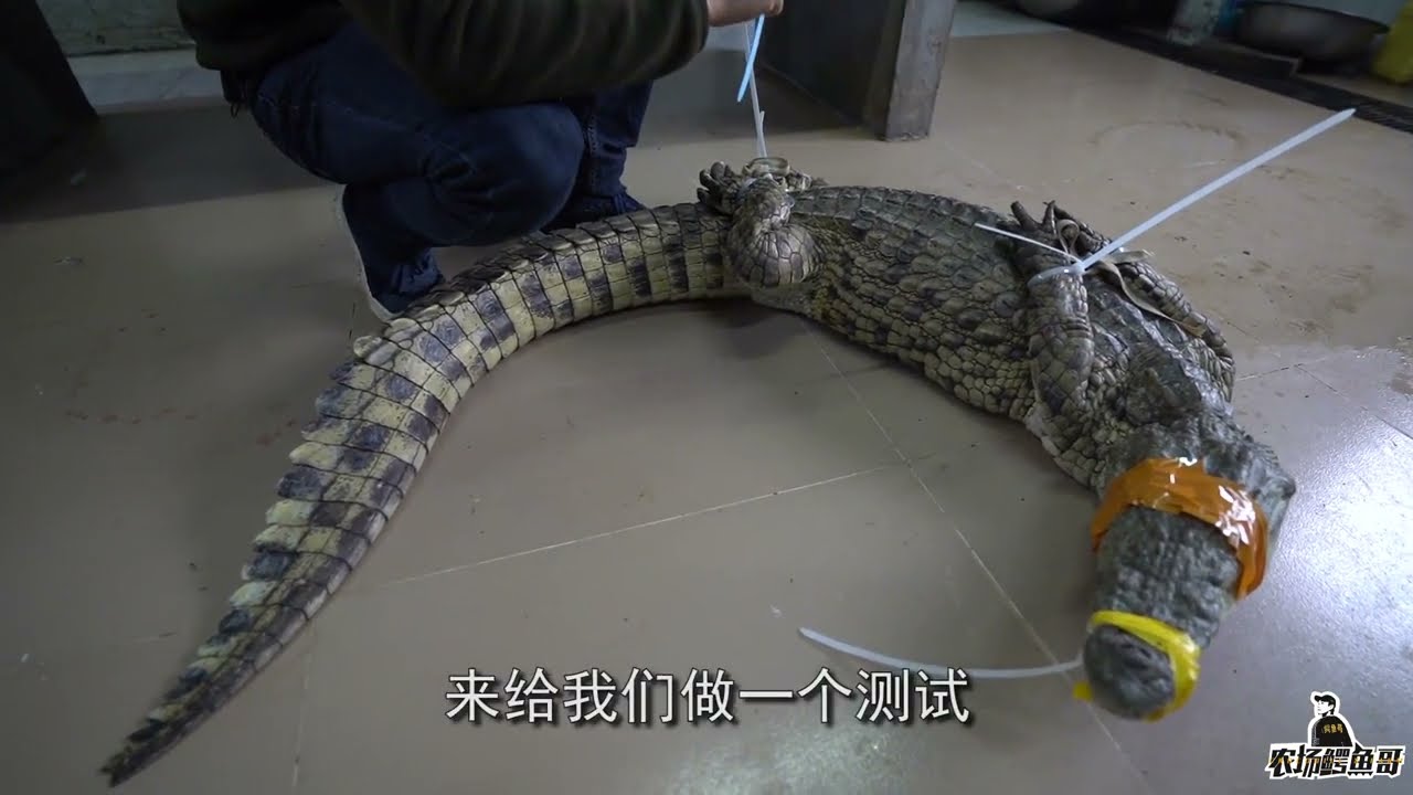 鳄鱼哥：去了内脏的鳄鱼还活着吗？是个人博眼球，还是商家炒作？