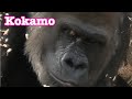 Gorilla 💠 food battle ❣️ sisters cannot win big brother💧💧🔆 mom Kokomo💞 San Diego Safari Park