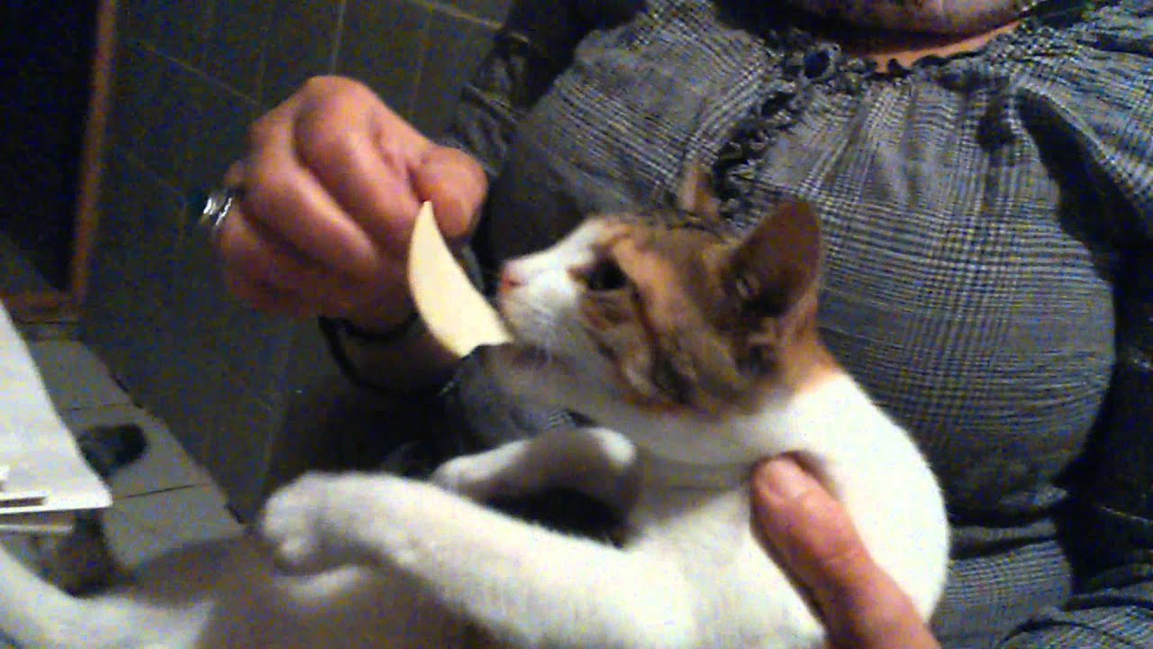Cute Baby Cat Eating Chips Like a Human! YouTube