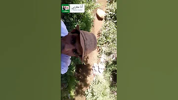 ساقية با علال 