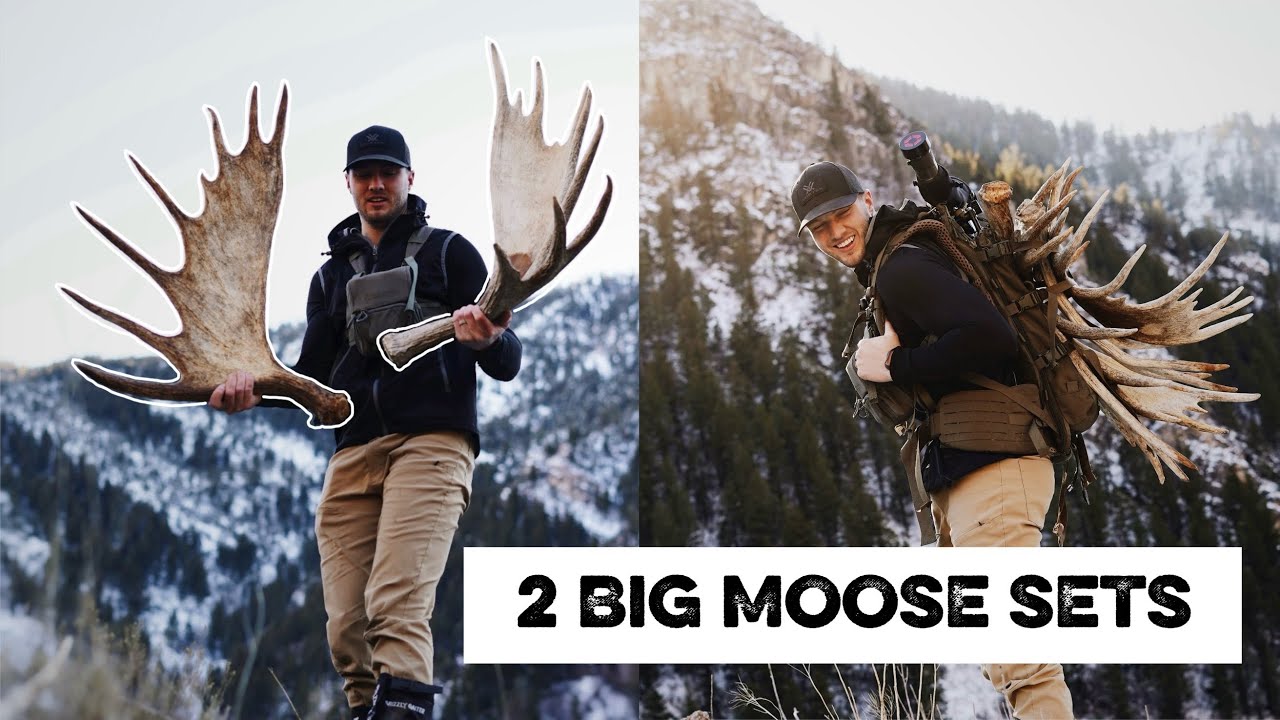 TWO MORE BIG MOOSE SETS! 2026 Utah Shed Hunt