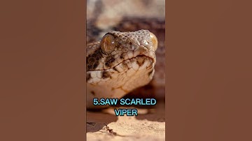 Top 10 Most Dangerous Snakes in the world #shorts #snakes #top10 #unrevealshorts