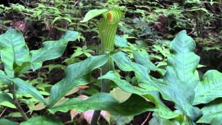 種子島の里野道に咲く花：マムシグサ 蝮草 Araceae japonicum - YouTube
