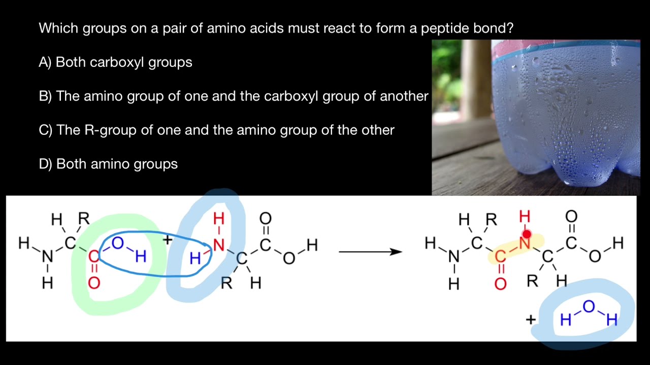 how many peptide bonds are present in glutathione Re: does glutathione have more than2 peptide bonds? main image 1