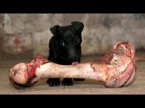 BEST ANIMALS and FAILS from last FEW YEARS Collection! - Ultimate TRY NOT TO LAUGH COMPILATION