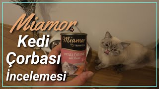 MİAMOR Kedi Çorbası İncelemesi / Kedi Çorbalarının Önemi ve Faydaları / #Britishshorthair / Kediler by PETSEVDİ 2,005 views 2 years ago 4 minutes, 12 seconds