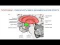 Большой разбор Гипоталамуса