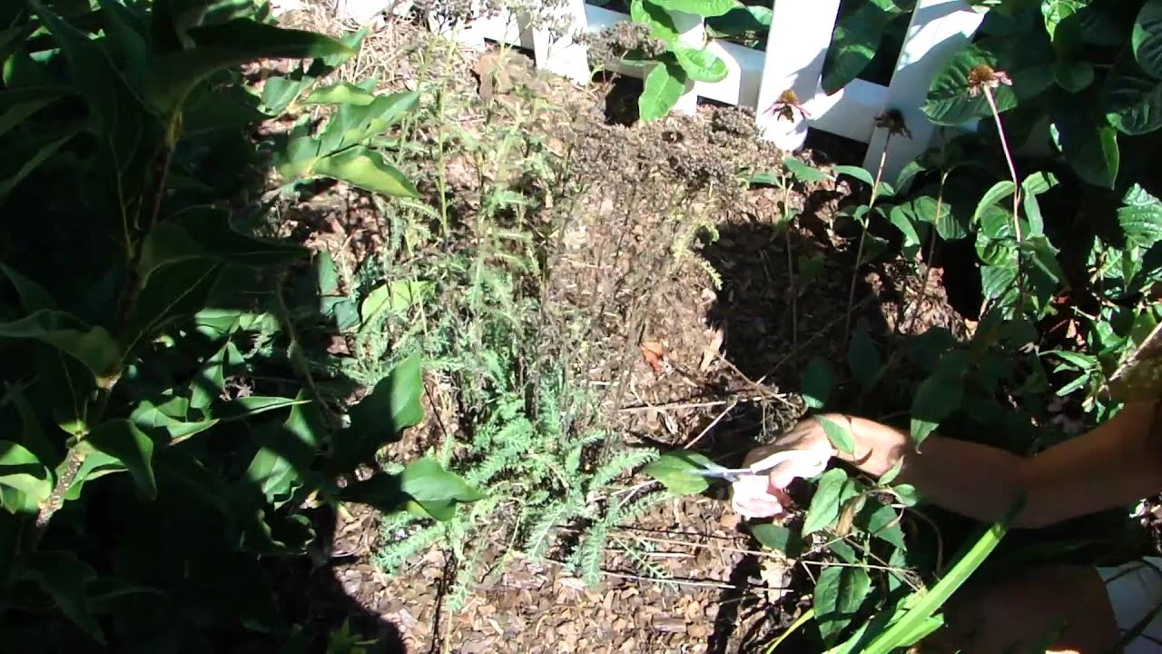 Deadheading Yarrow (Achillea) YouTube