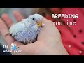 Budgie breeding routine | the whole year
