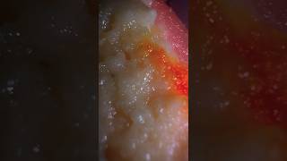 INDIANsweets in macrovision #shotbyiphone #microworld #shortvideo #macroshot #shorts #shortsyoutube