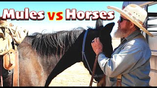 Horses vs  Mules  5-1/2 Reasons