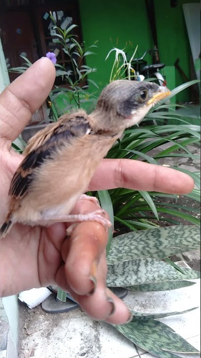 ciri anakan cendet jatim calon sembur/palhit postur ganteng