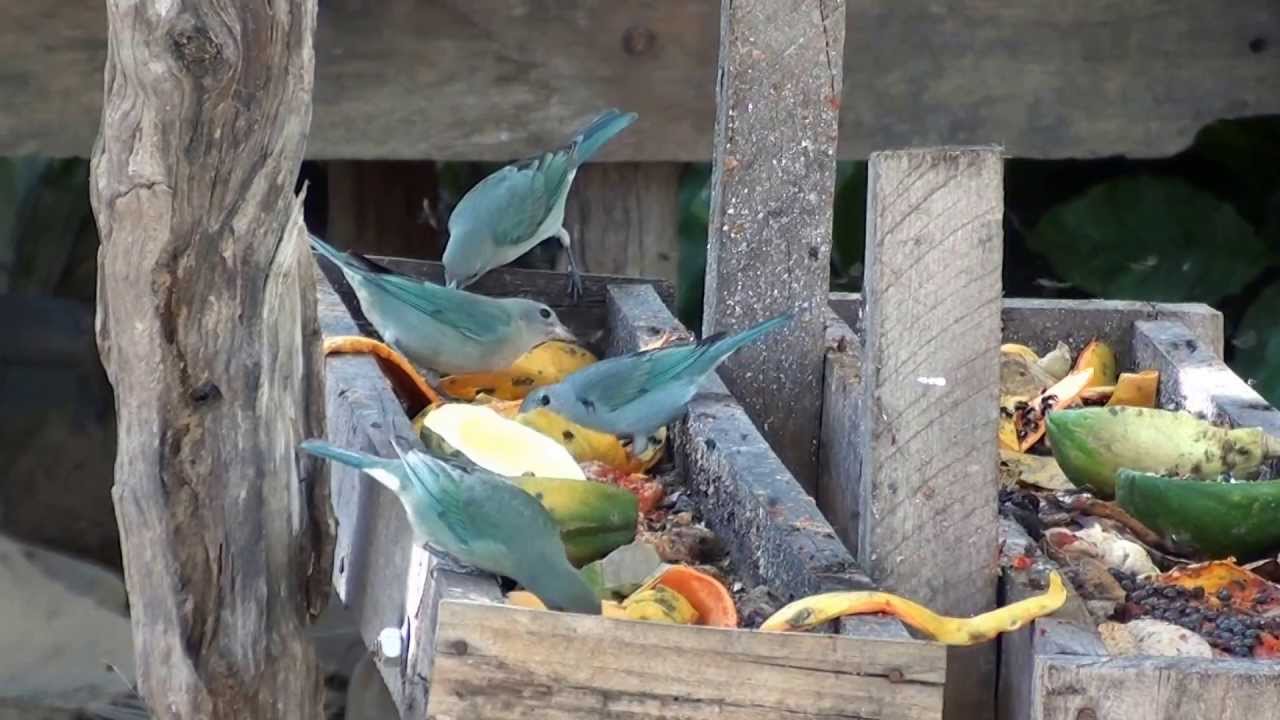 Sanhaço cinzento,Tangara sayaca , Pássaros no comedouro, Abelhas