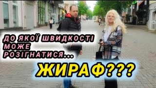 До якої швидкості може розігнатися жираф?(Винница)