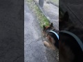 シェパード