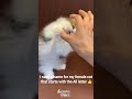 I need a name for my female cat that starts with the All letter 🥰 Funny Baby kitten #kitten #shorts