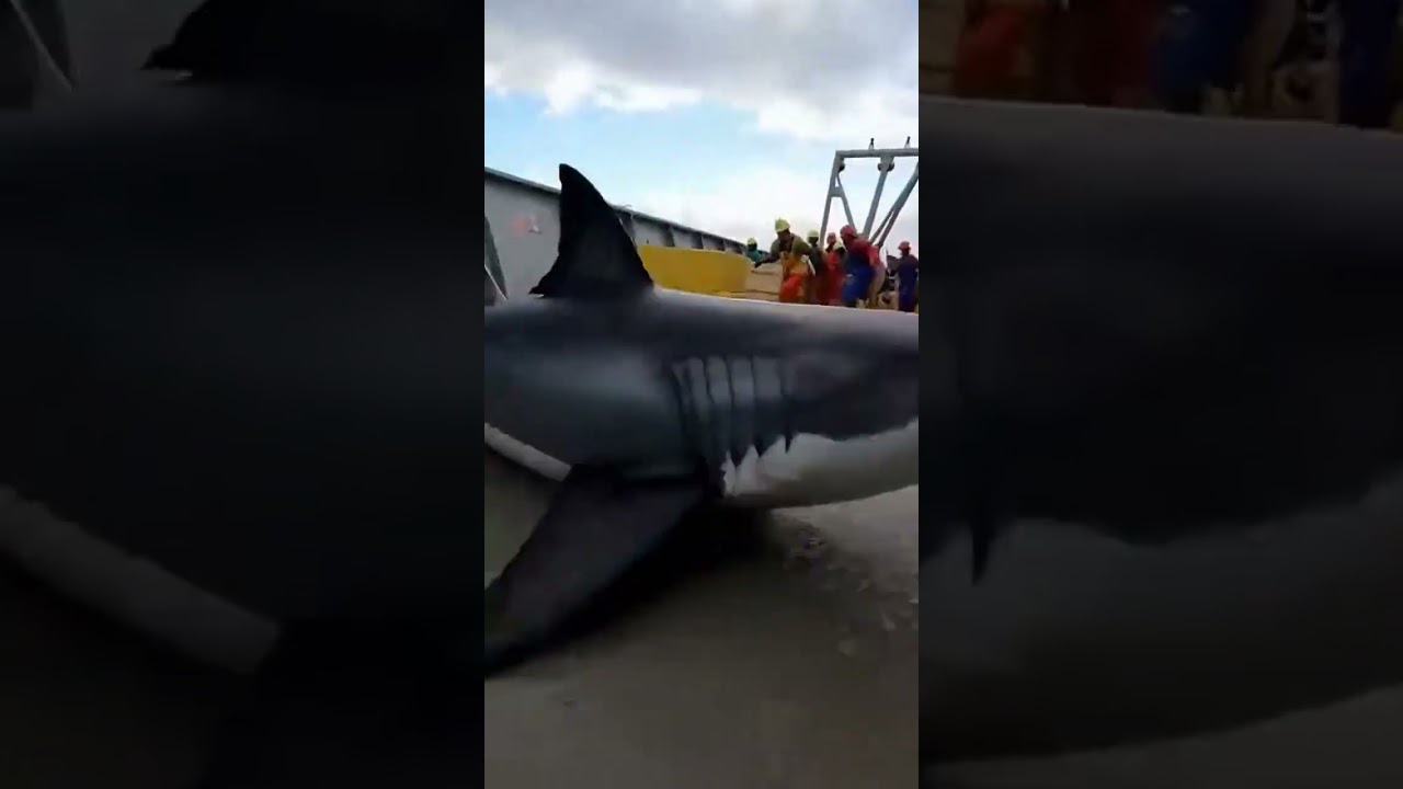 The Ocean Threw 500 Rattail Fish… Then a Great White Triggered a Stampede