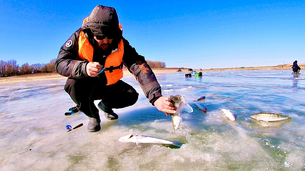 Раздача судака к концу зимы 2026