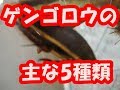 国内ゲンゴロウ　主な5種類