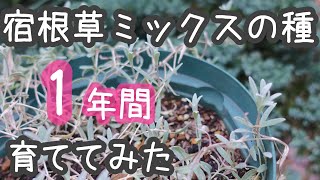 《宿根草ミックスの種を育ててみた》秋に種まきを楽しみたい｜半日陰で１年育てた宿根草[ガーデニングvlog]