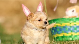 Puppy Easter | DEVINSUPERTRAMP