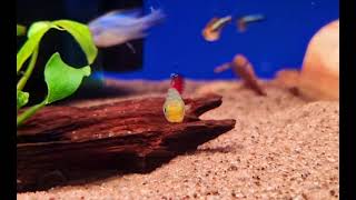 Red Tail Nhoto Killifish Nothobranchius Guentheri