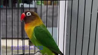 Pancingan tercepat bikin Lovebird ngekek!! gacor ngetik ngekek panjang by NATURE WILDLIFE 107 views 3 months ago 11 minutes, 51 seconds