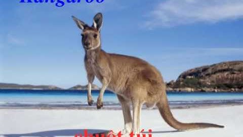 Tiếng kêu và hình ảnh con chuột túi Kangaroo 1   sound and picture of kangaroo