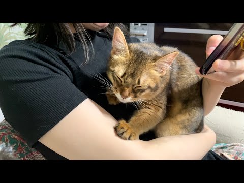 【ソマリの特徴】ママに甘えた無双するソマリの子猫