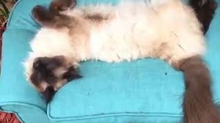 | 9GAG | Kitty sleeping in mini-sofa