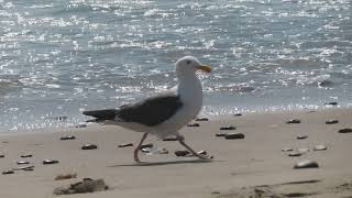 A Seagull walking fast on the beach