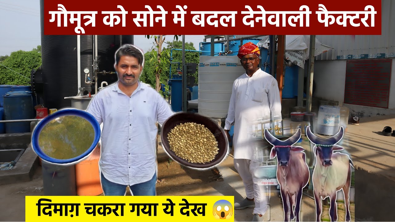 दूध नहीं गौमूत्र की डेरी! || हर गाय देगी लाखों की income 👍