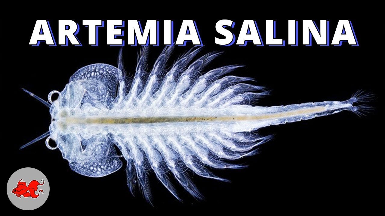 Artemia Salina élevage 